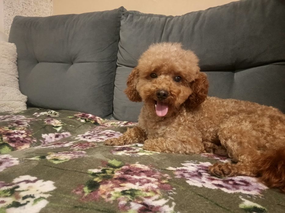 Cudny Reproduktor Pudel Toy wystawowy badania genetyczne