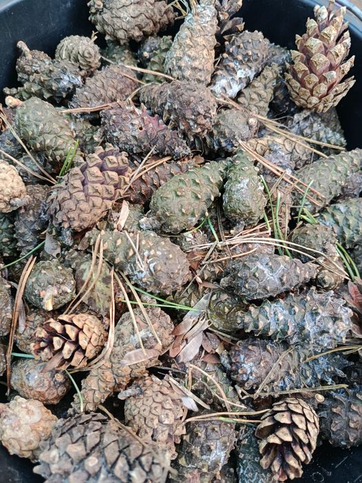 Шишка сосни закрита