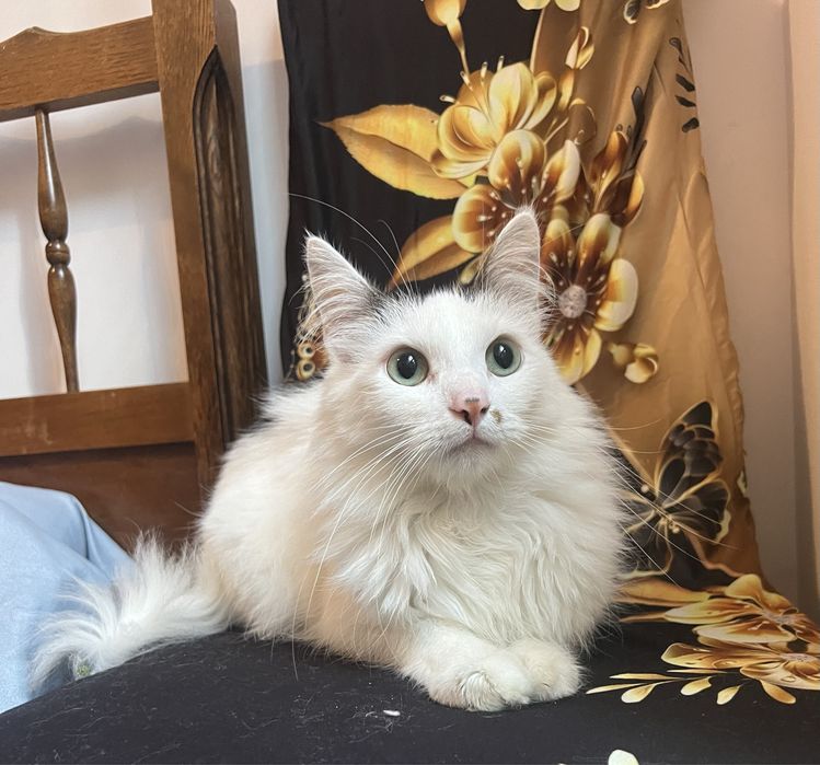 Cudowny Lizak szuka domku