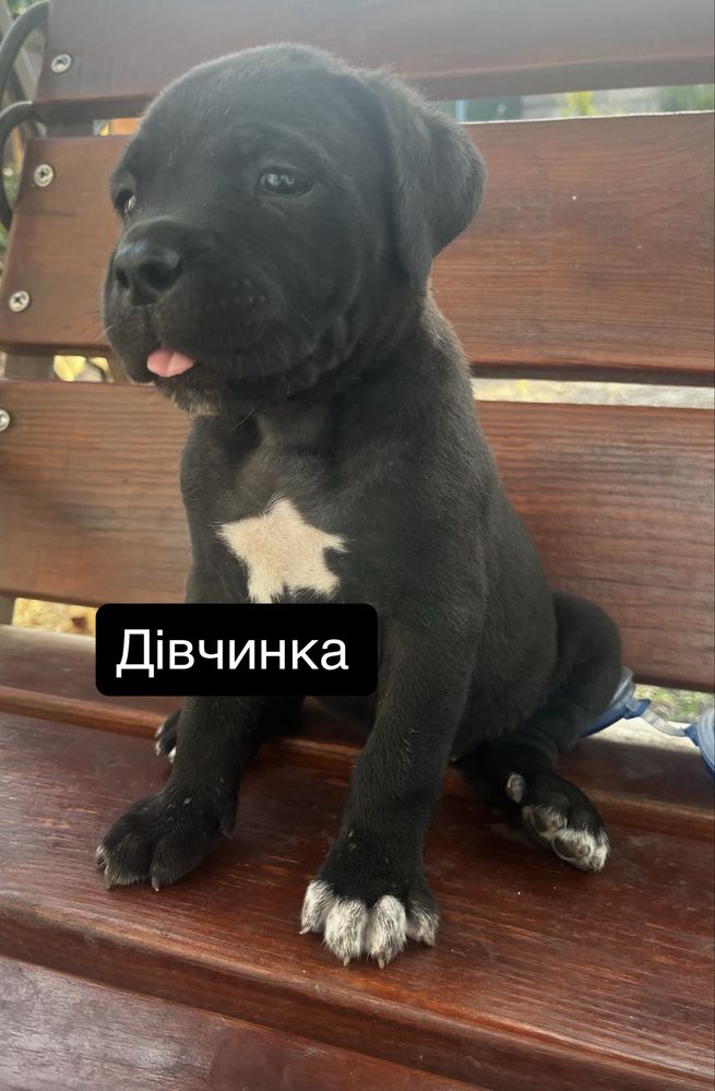 Продам чистокровних  цуценят