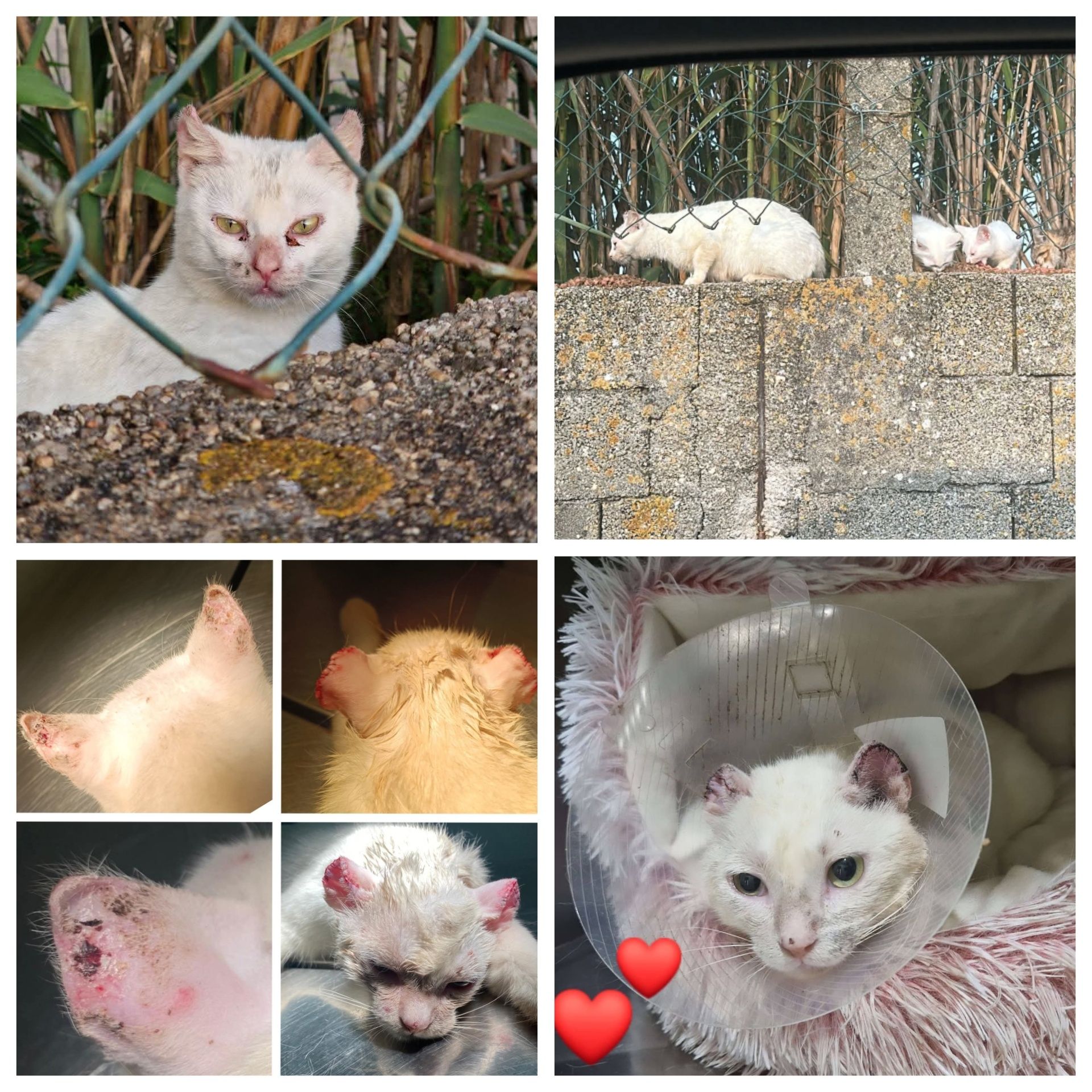 Gatinha triste MEIGA para ADOÇÃO