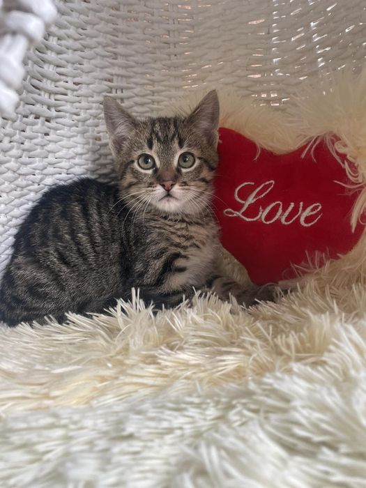 Отдам котенка лесного окраса, мальчик, 2 месяца