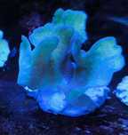 Pavona cactus  Green Fluo,morskie,koralowiec