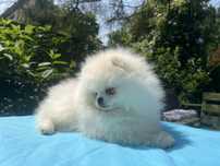 Szpic miniaturowy Pomeranian   FCI ZKwP