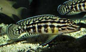 Tanganika Julidochromis  Marlieri  3,5-4cm odbior/ wysylka