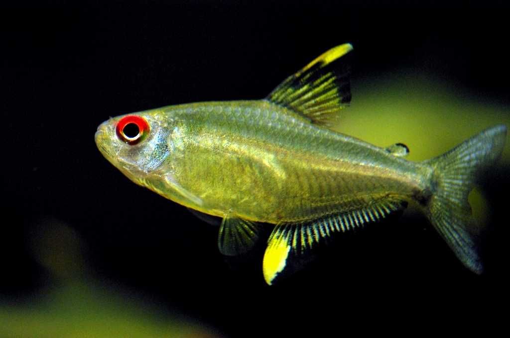 Bystrzyk Cytrynka