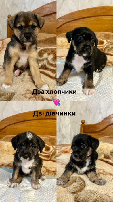 Цуценята в добрі руки!