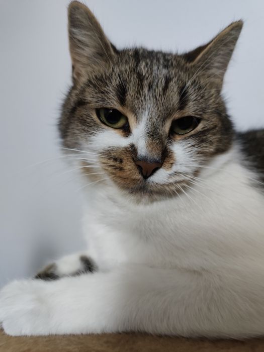 Piękna koteczka do adopcji