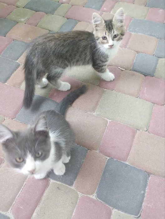 Віддам у хороші руки кошенят. Є котик і кошечка.
