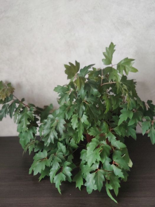 Циссус кленовый лист,Элен Даника,комнатный виноград