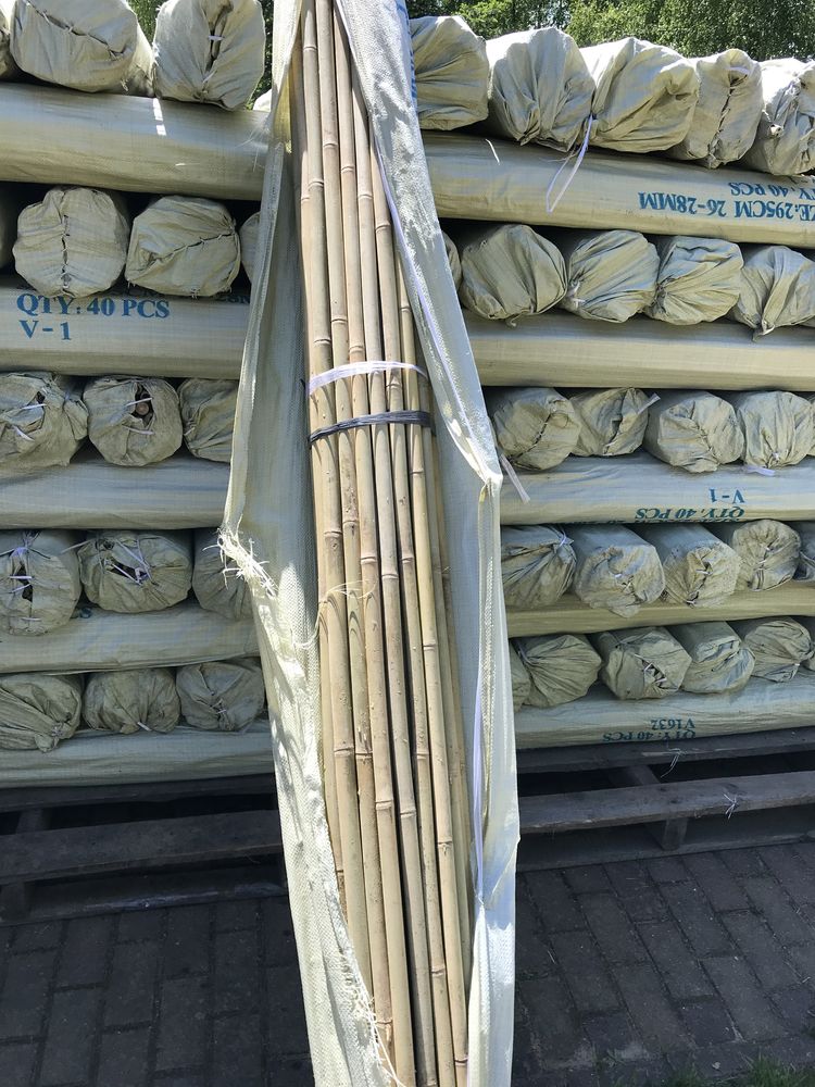 Tyczka bambusowa 20/22 210cm Gęstokolankowa Sadownicze Tyczki