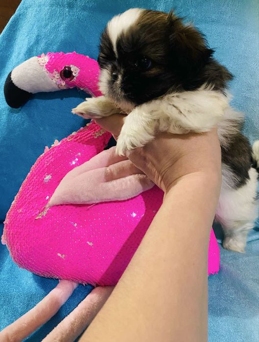 Мини щеночек ши-тцу