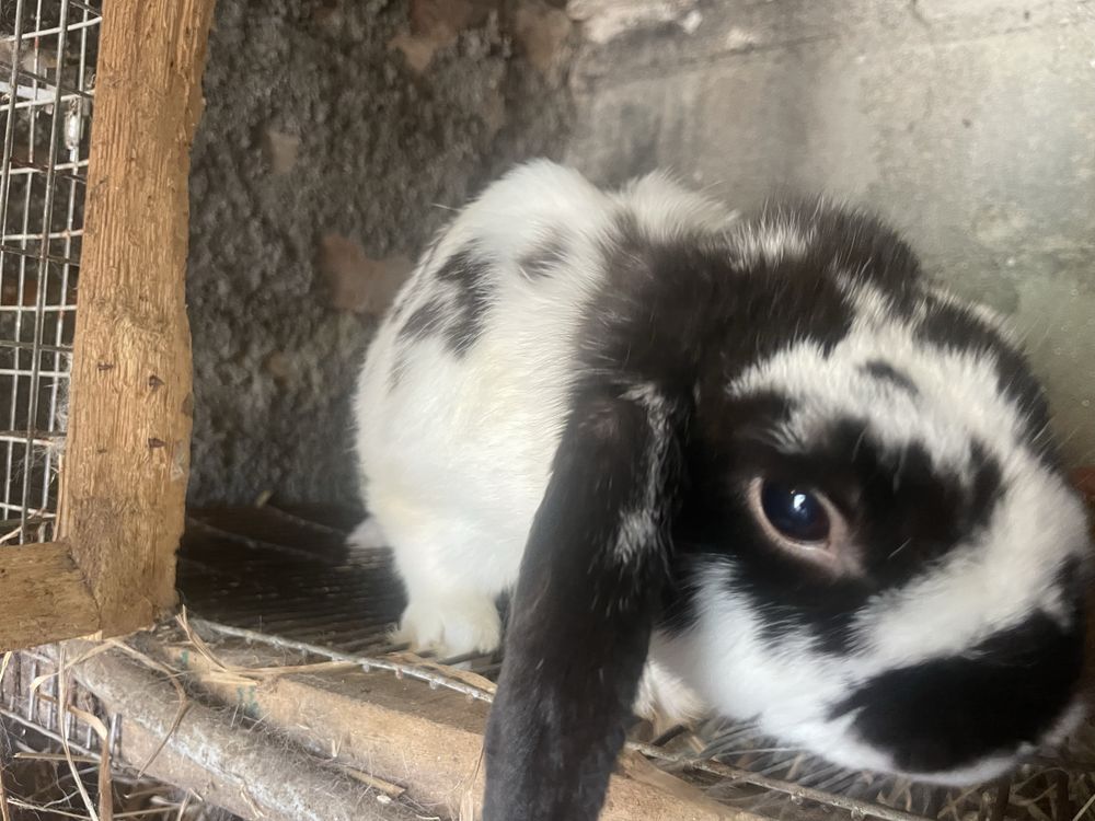 Coelhos Anoes  Raça Bellier