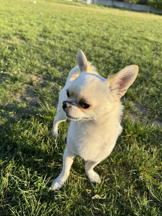 Вʼязка чихуахуа