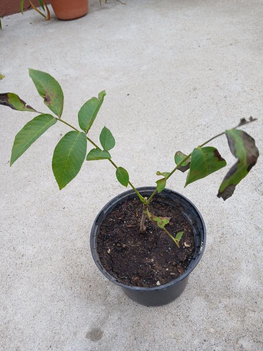 Nogueira  costuma dar muitas nozes.