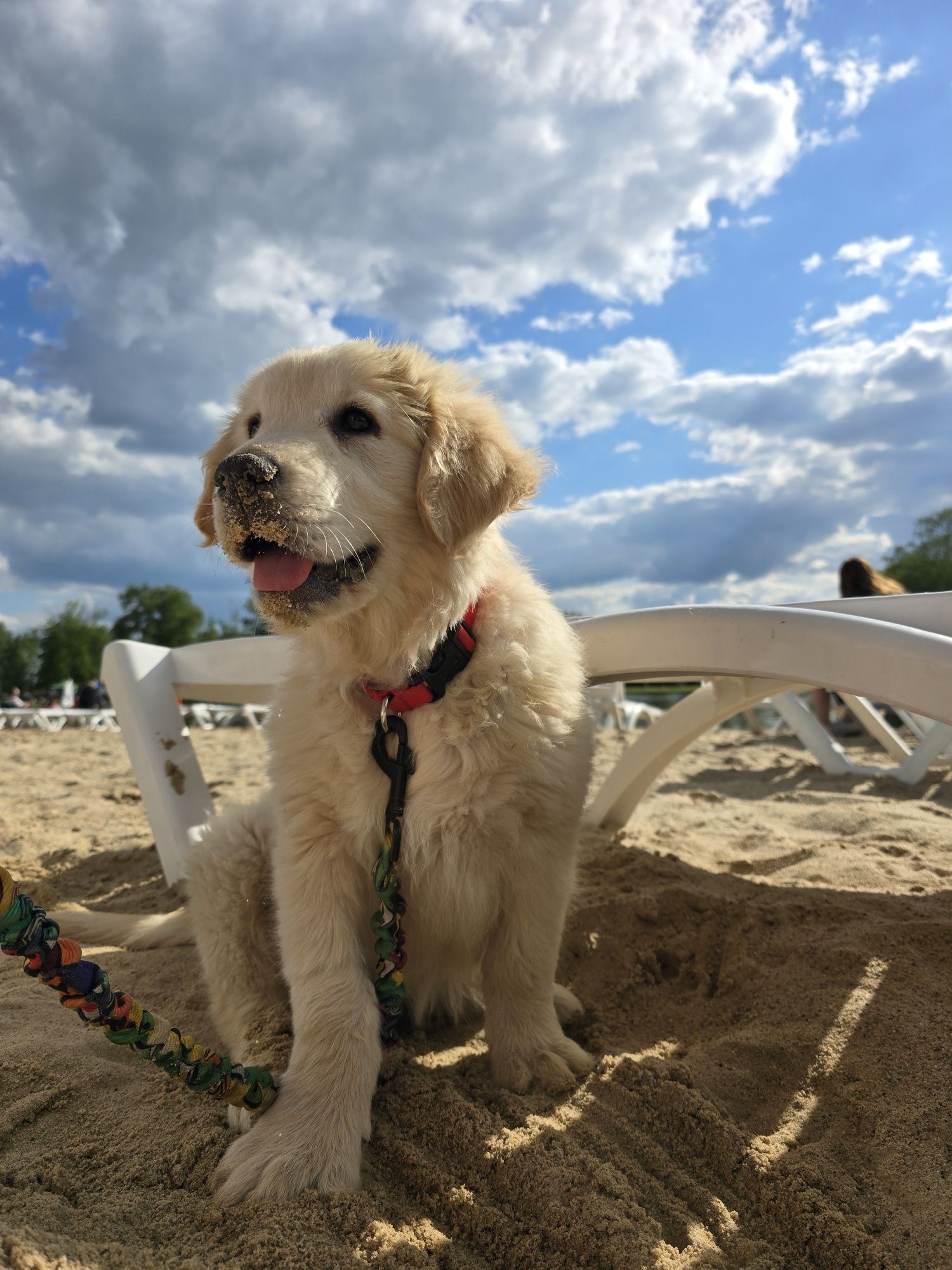 Golden Retriever
