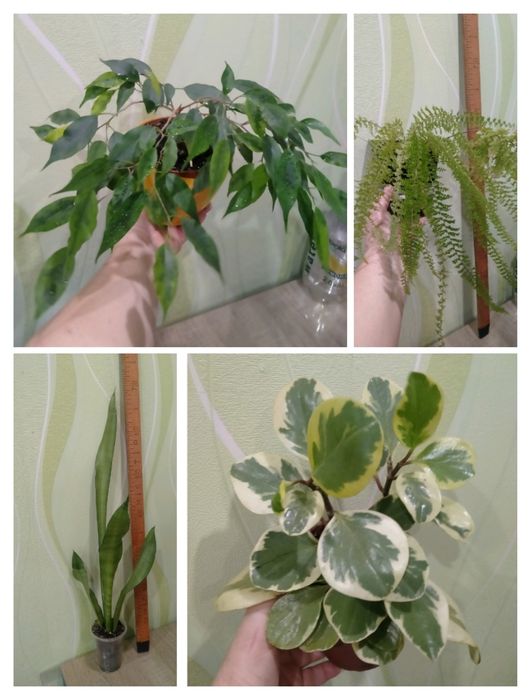 Фикус Бенджамина, папоротник, пеперомия, Сансевиерия Муншайн