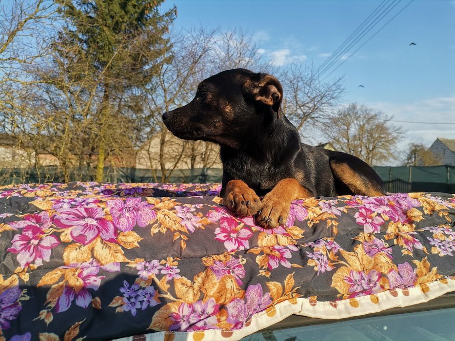 Bolek 6 miesięczny szuka domu