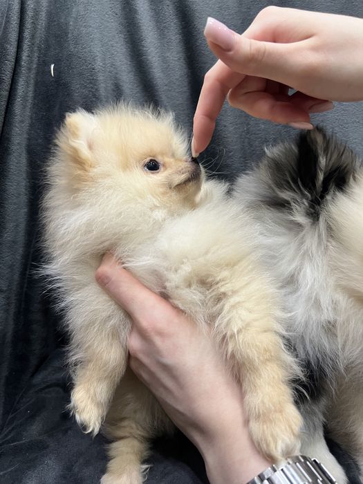 Померанские шпицы мальчики и девочки, крем, персик и мерле