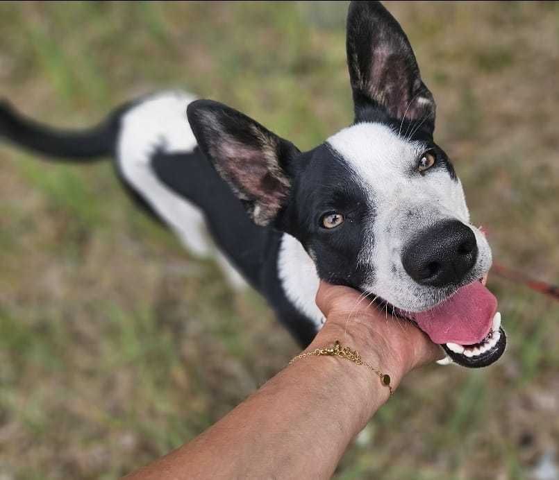Najgorzej znosi schronisko. Biedny psiaczek tak się wtula...