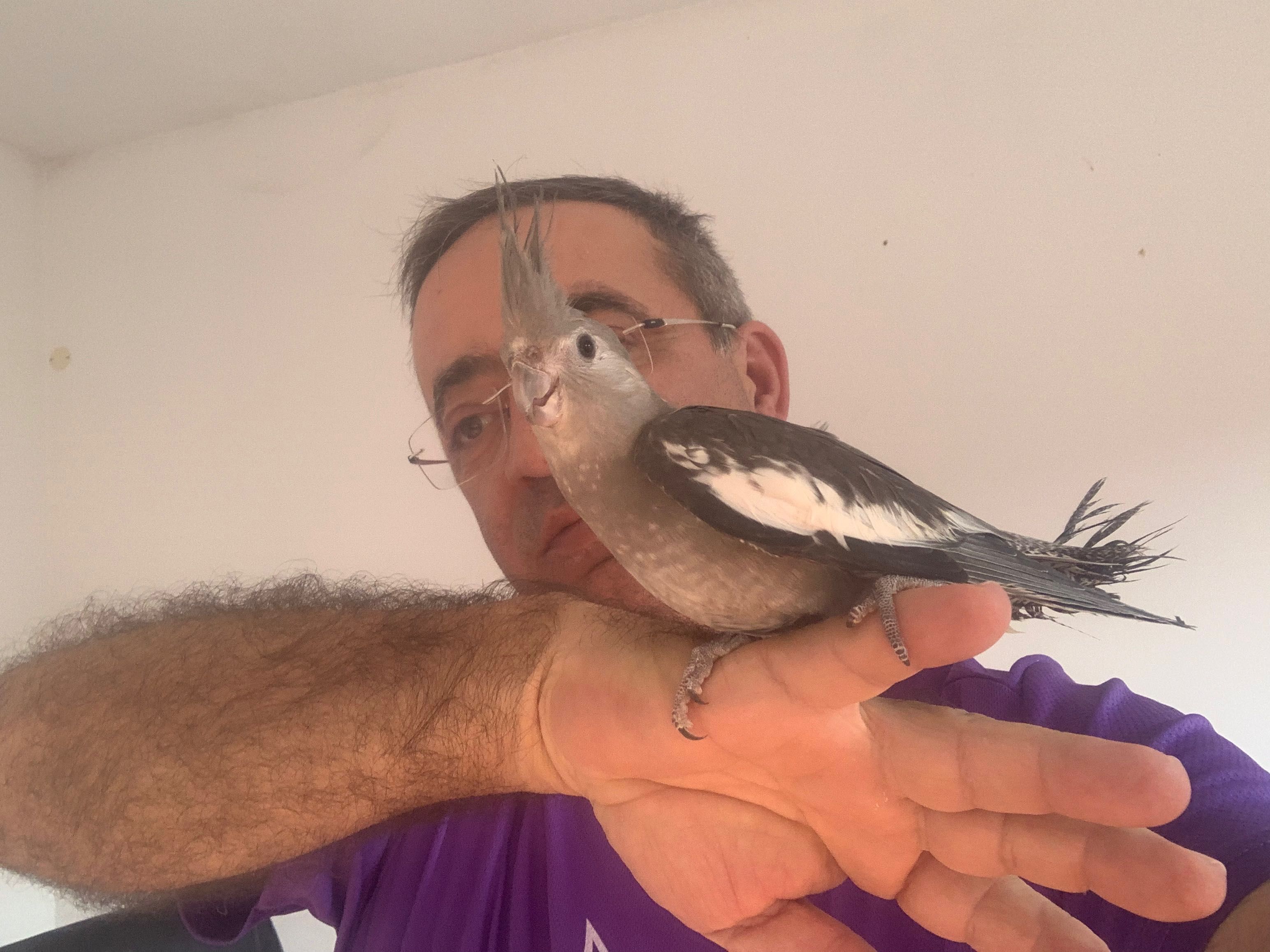 caturras criadas à mão