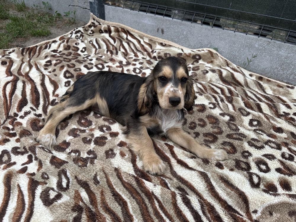 Cocker Spaniel chłopiec
