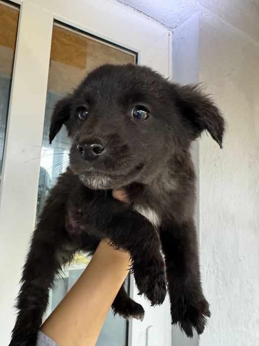 Подарую цуценят в добрі руки