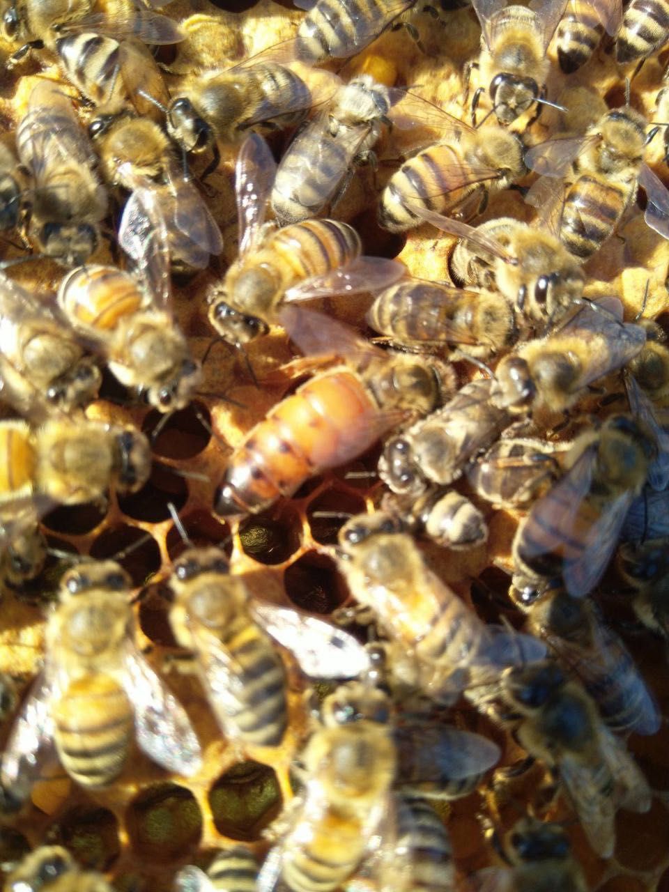 Пчелосемьи итальянка