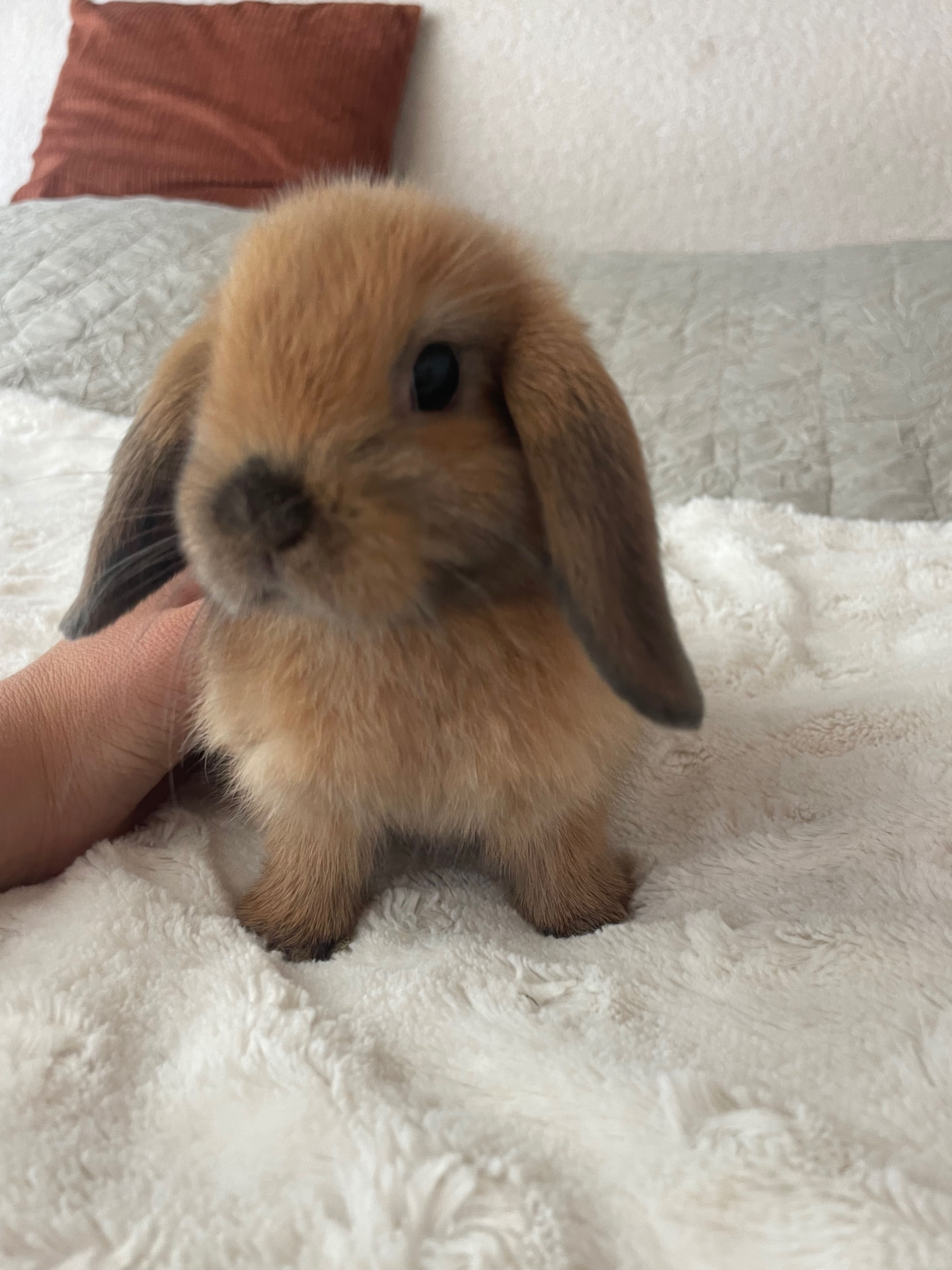Królik mini lop rudy  samica