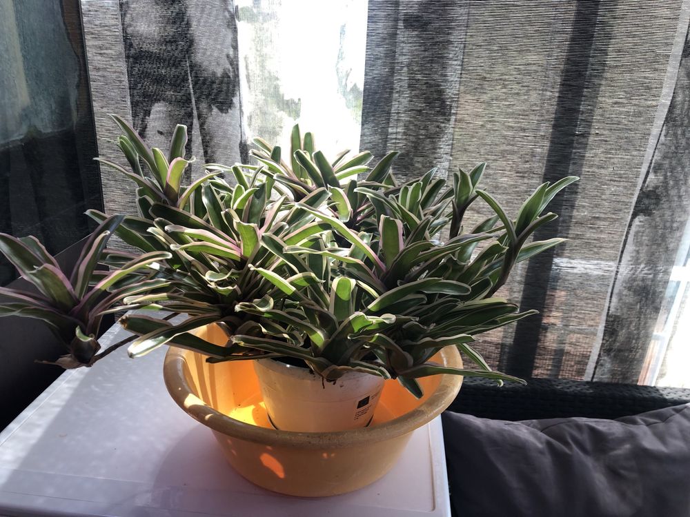 Bromelia planta com um rebento