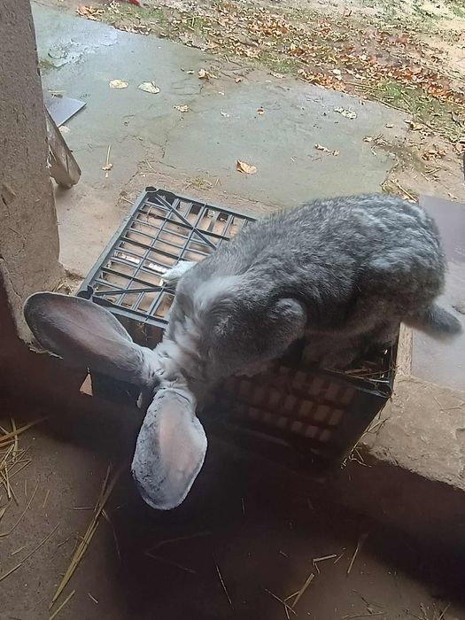 Króliki olbrzym belgijski