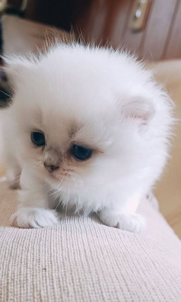 Шотландська біле кошеня шиншила
