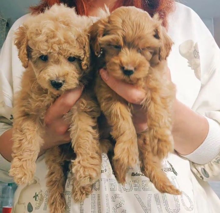 Дівчатка міні мальтипу