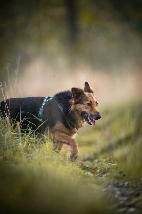 Hela - prześliczna suczka w typie owczarka ADOPCJA