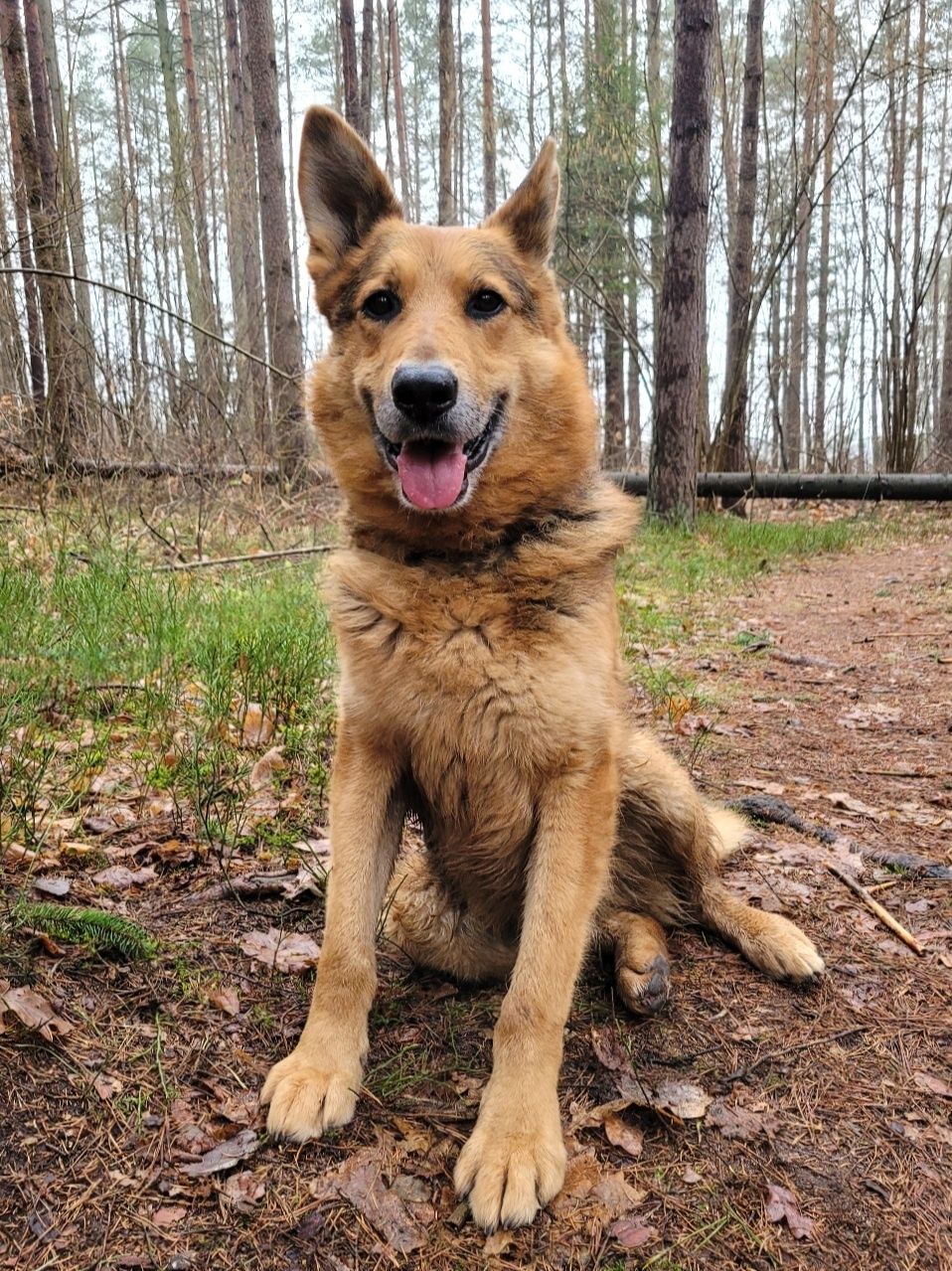 Piękny, kochany do adopcji  (dowóz do nowego domu)