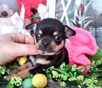 Gaja piękna malutka Chihuahua xxs