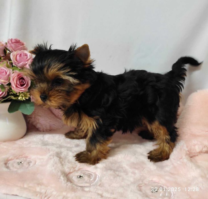 Живчики-цуценята дівчата Йоркширского тер‘єра стандарт