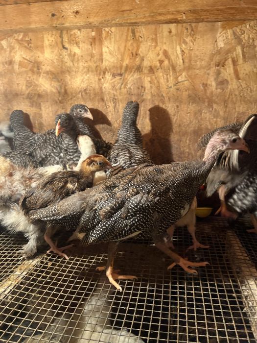 Цесарки підрощі