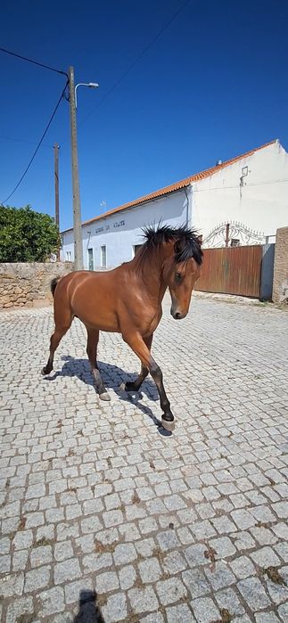 Poldro puro lusitano