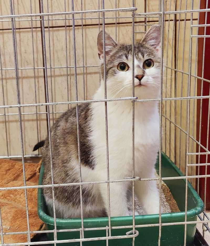 Kot do adopcji - CEDAR, 10 miesięcy - FELV+