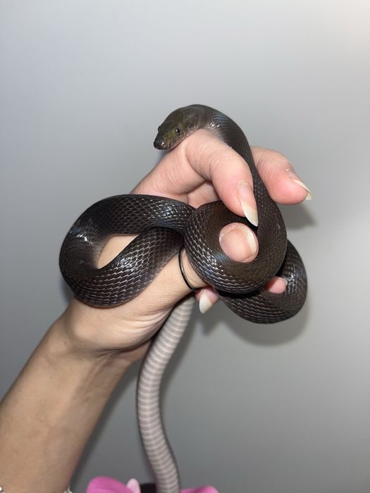 czarny wąż mahoniowy łagodny oswojony boaedon fuliginosus samiec