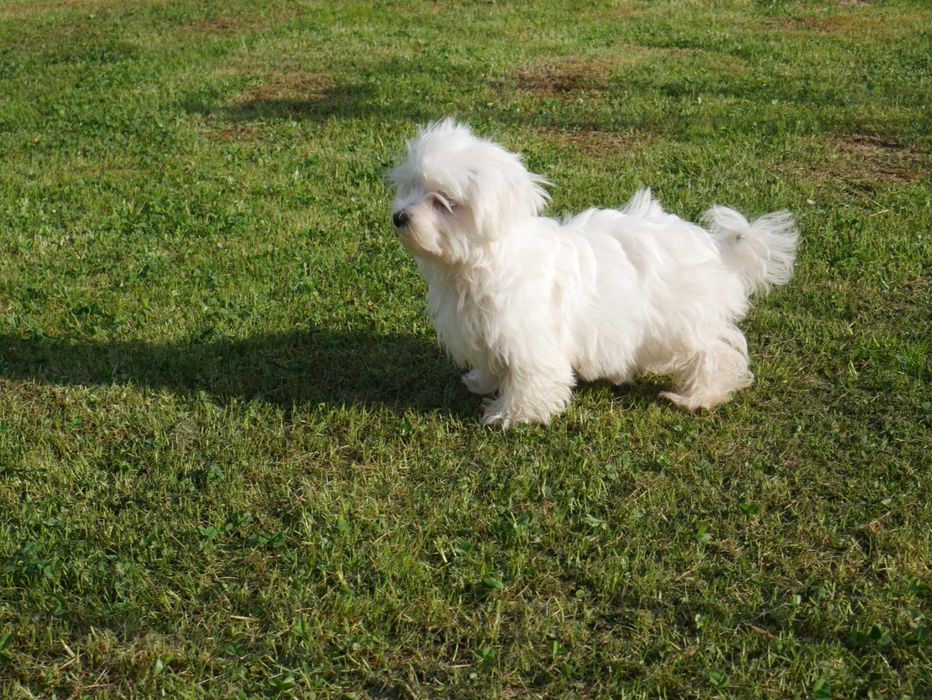 Maltańczyk -Mini sunia