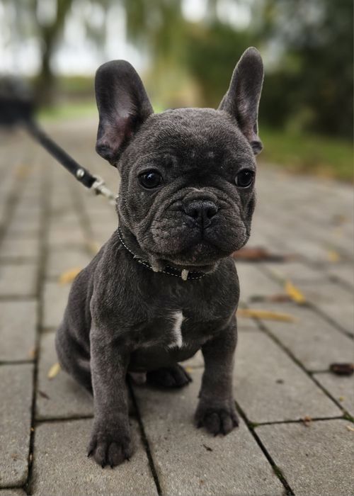 Buldog francuski
