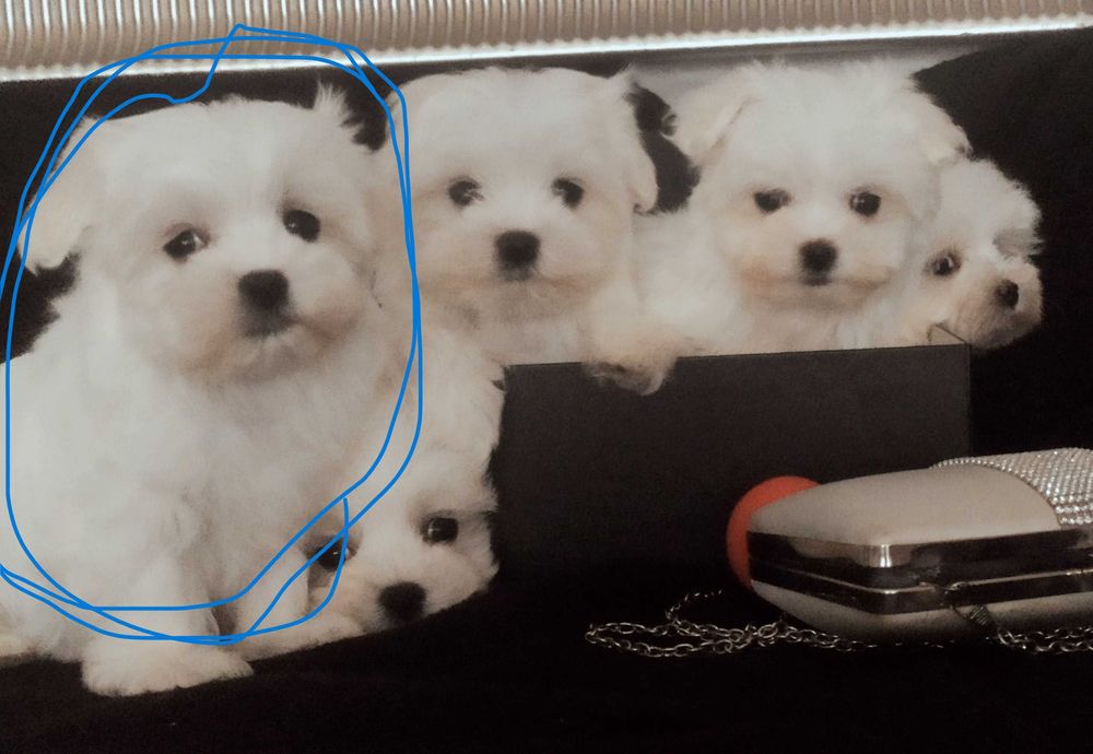 Maltańczyk mini chłopiec Warszawa maltańczyki