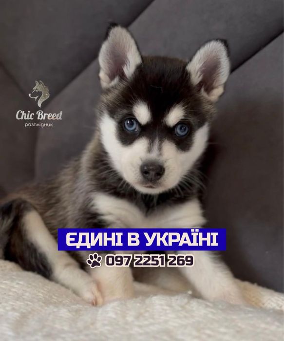 ЛЕГШИЙ ДОГЛЯД /// Міні-версія хаскі вперше в Україні • сертифікат AKU