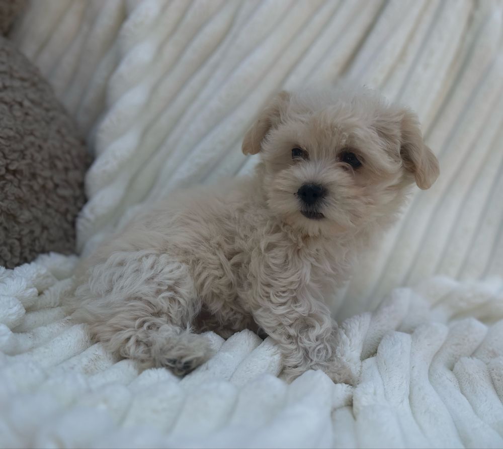 Hawańczyk -Havanese