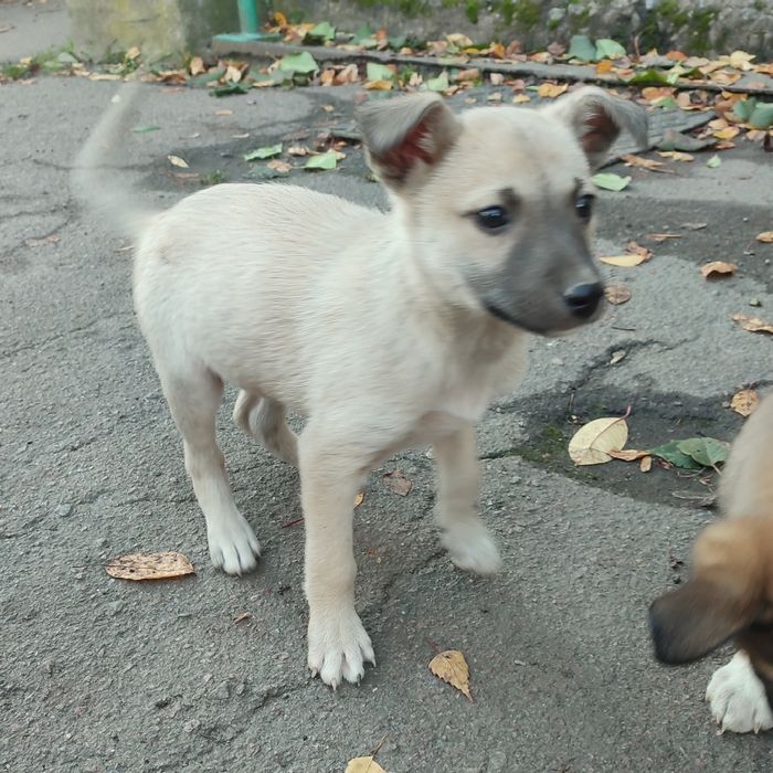 Цуценята в добрі руки (Бердичів і Житомир)