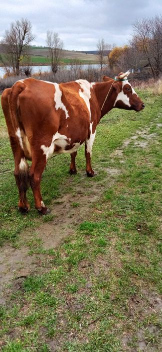 продам коровку з третім утьолом,  дуже срочно