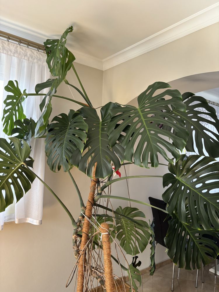 Monstera wraz z doniczką