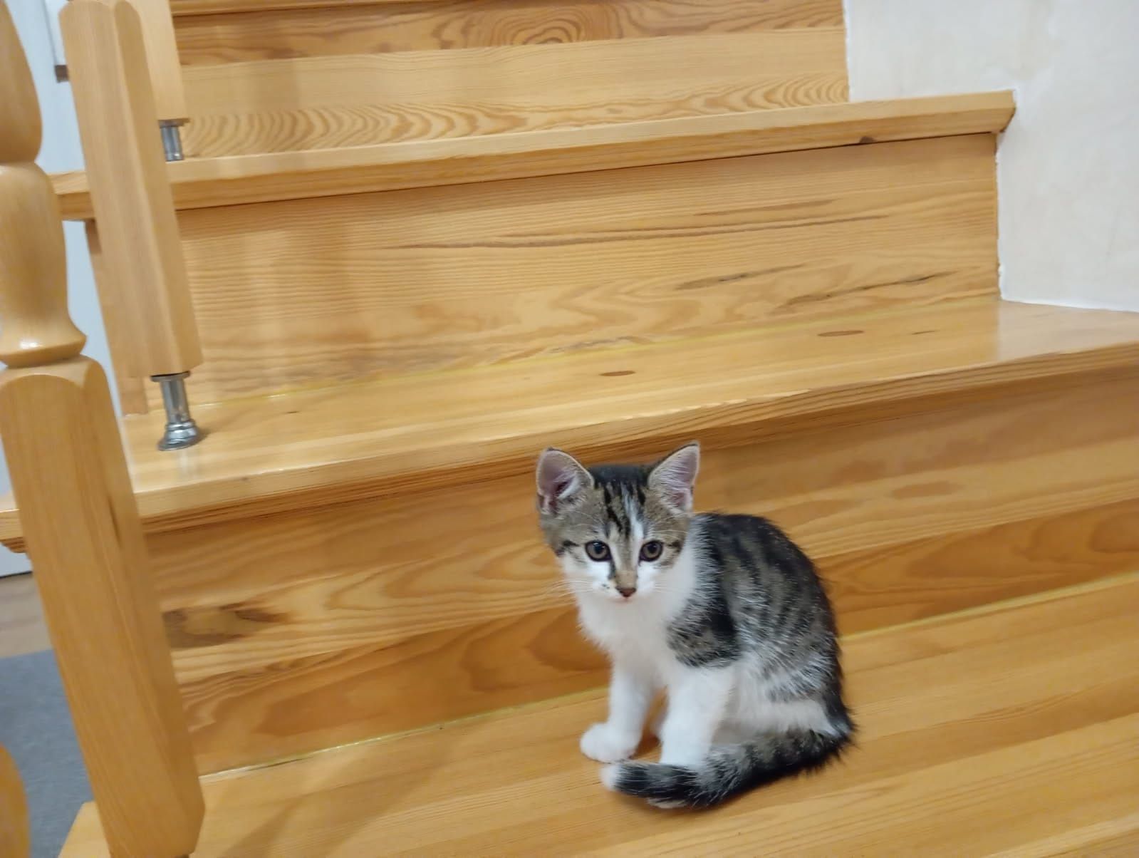 Do adopcji 2 kotki i 3 kocurki po długowłosej matce